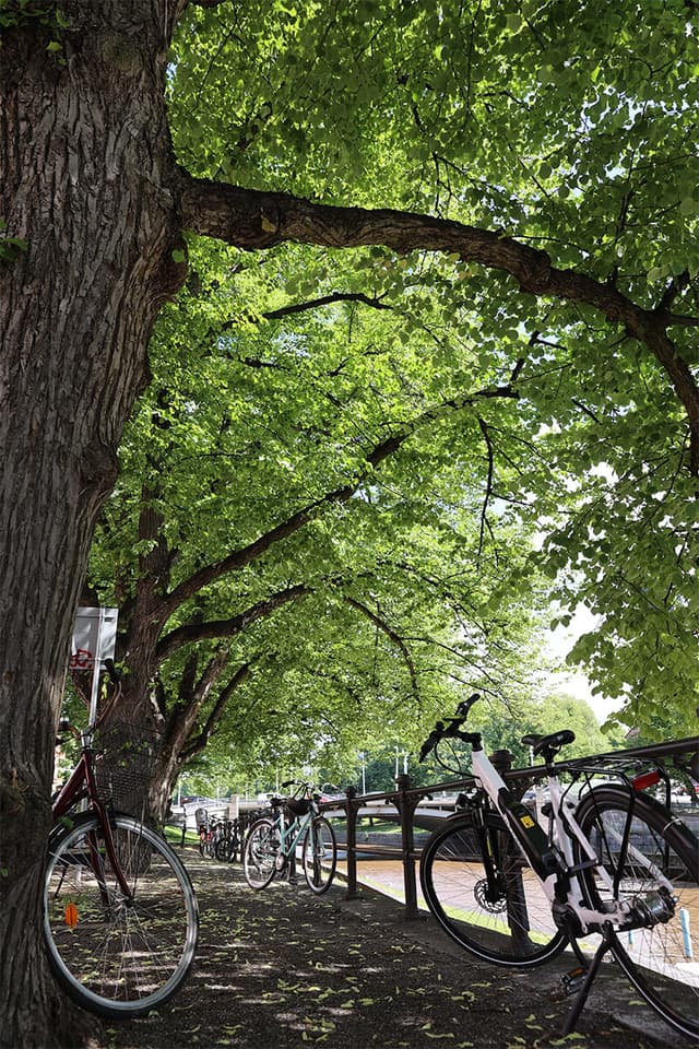 Bike Rack (Portrait)